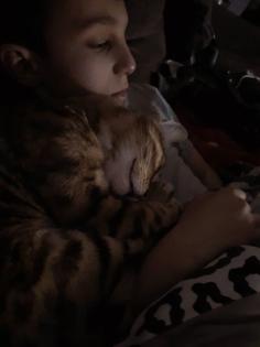 Liebevoller Kater Reinrassig Bengal in Gute Hände abzugeben