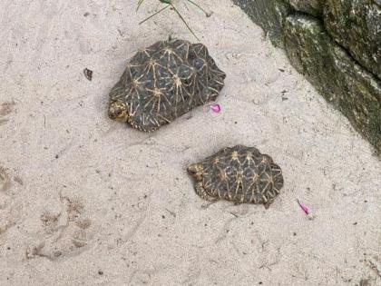 Sternenschildkröten