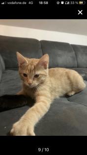 Bkh-Maincoon Kitten suchen ein liebevolles Zuhause