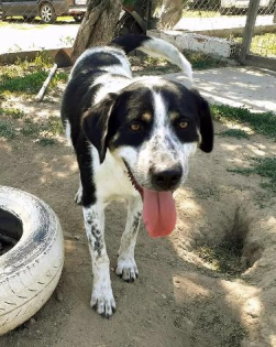 Pongo sucht dringend Pflegestelle oder Endstelle