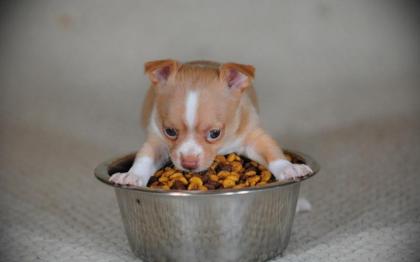 Suche chihuahua welpe