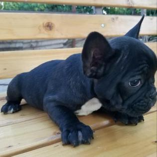 Französische Bulldoggenwelpen zu verkaufen.