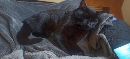 Leider 2 Kater abzugeben