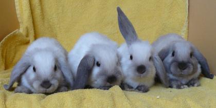 4 Widderbabys suchen ein neues Zuhause
