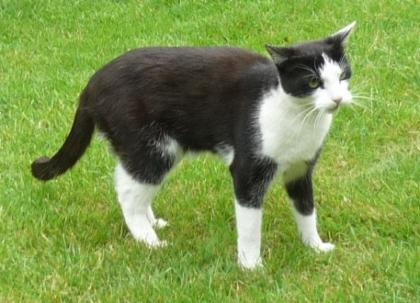 4, 5j Kater in liebevolle Hände abzugeben