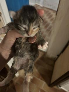 Main Coon Perser Babys