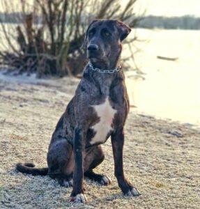 KENAI - männlich 2 Jahre 68 cm 34 kg Doggen-Mix Gechipt Kastriert