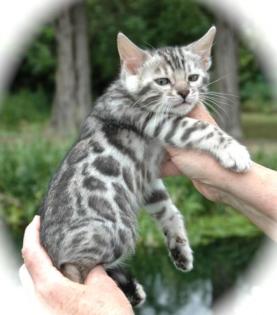 Schöne Bengal Kätzchen zum Verkauf