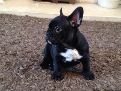 Französische Bulldog Welpen