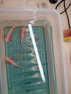 Axolotl Nachwuchs abzugeben