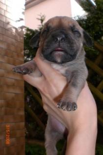 Dogo Canario Welpen
