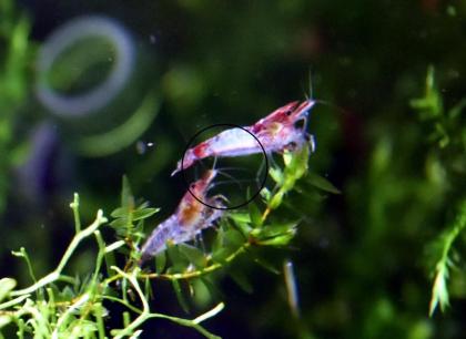 Red Rili Garnele, Zwerggarnele, AKTION Versand/ Abholung