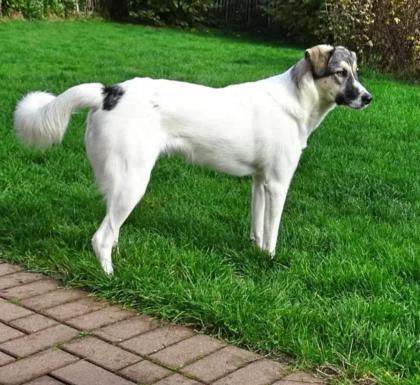 Sophie sucht ein Zuhause