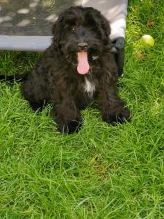 RARITÄT auf vier Pfoten SCHNOODLE BUB