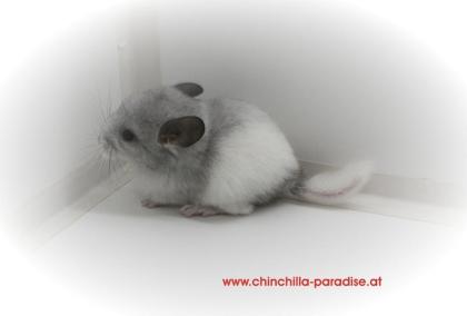 Chinchilla