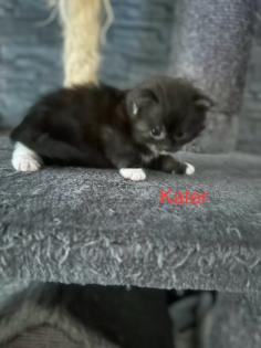 4 Maine Coon Kitten Kater