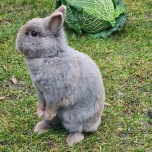 LEA Schutzgebühr Euro 40, - weiblich 5 Jahre Zwergkaninchen