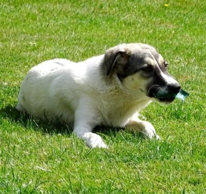 Sophie sucht ein Zuhause