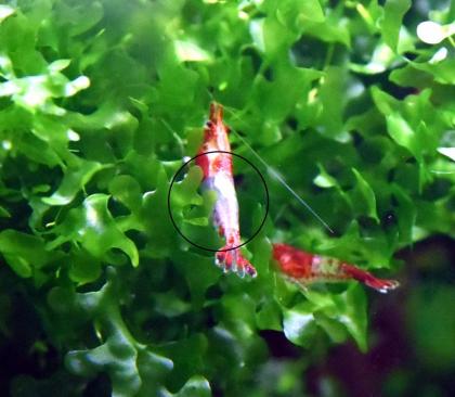 Red Rili Garnele, Zwerggarnele, AKTION Versand/ Abholung