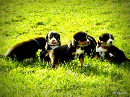Entlebucher sennenhund welpen-FCI pedigree PRA-A x PRA-A
