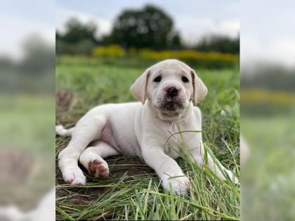 Amerikanische Bulldogge X Golden Retriever Mix welpen