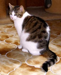 Wer gibt Kitty ein neues zu Hause
