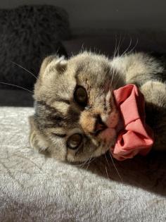 Deckkater Yumak