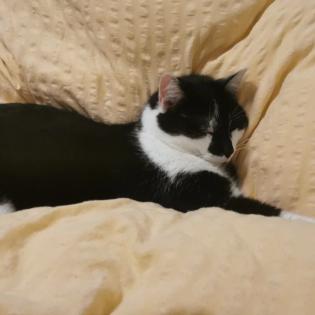 Allergienotfall Verschmuste, freundliche Katze