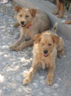Milka das Griffon Mixmädchen ist genauso hübsch wie seine Mama