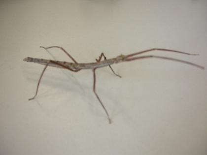 Stabheuschrecken Baculum extradentatum