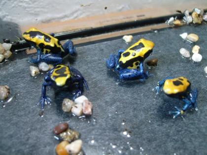 Dendrobate Tinctorius