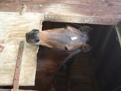 Biete RB an schcikem Endmaßpony