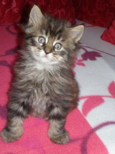 4 süße Maine Coon Babies zu verkaufen