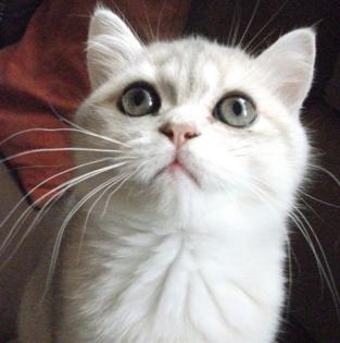 Schmusebärchen Exotic Shorthair Kater 14 Wo blue golden Chinchilla ab sofort zu