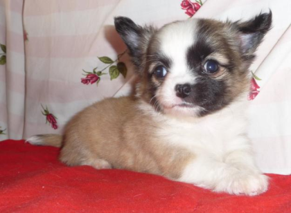 Bildschöne Chihuahuawelpen, LH, KH, mit Ahnentafel, wunderschöne Farben, Rüden
