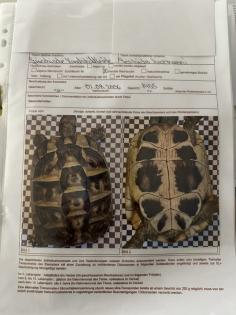 Griechische Landschildkröte weiblich zu verkaufen