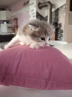 BKH Mix Kitten Preis gilt pro