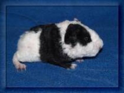 Meerschweinchen / US-Teddys