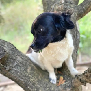 Daphne -Pflegestelle gefunden