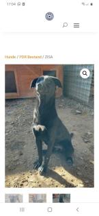 Tolle Welpen, Junghunde Hundesenioren