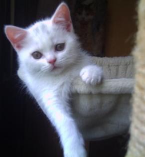 Britisch-Kurzhaar-Katerchen weiss