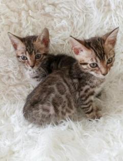 Reinrassige Bengalkitten mit Stammbaum Mini Leoparden
