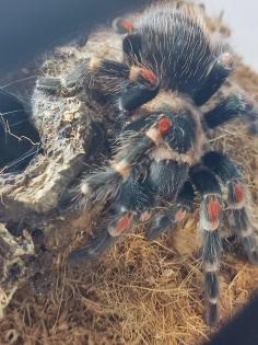 Brachypelma Auratum 4cm weiblich