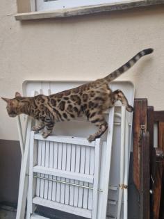 Reinrassige Bengalkitten abzugeben