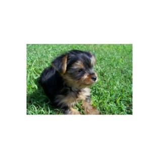 2 Mini Yorkie Welpen zum Verkauf