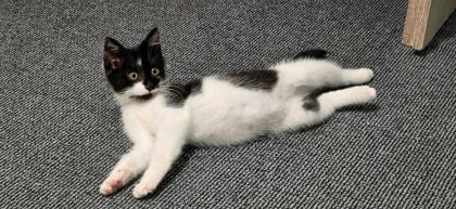 Katze 3 Monate alt