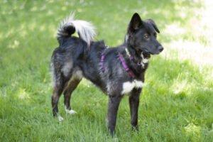 NORMITA - weiblich 1 Jahr 55 cm 20 kg Mix Gechipt Kastriert