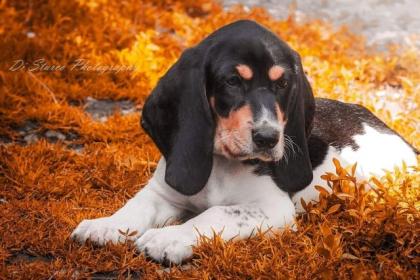 Schweizerischer Niederlaufhund