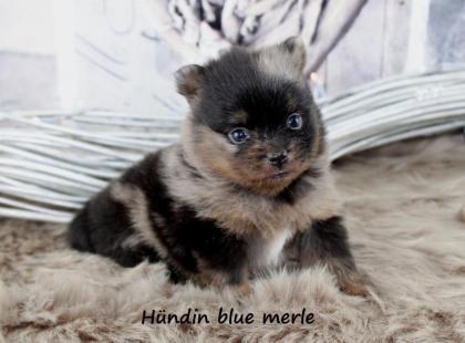 Pomeranianhündinwelpe bluemerle