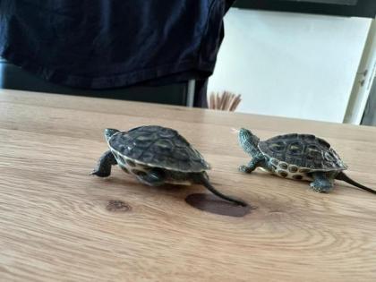 Wasserschildkröten